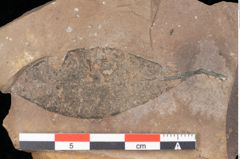 Foto (Detailsansicht) von Quercus palaeoilex Ettingshausen (NHMW-GEO-2024-0188-0796)